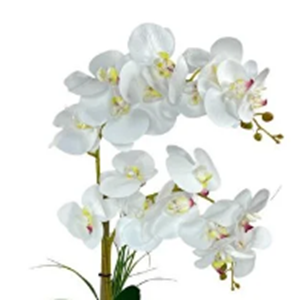 D&M ISLAK ORKİDE YSR-106