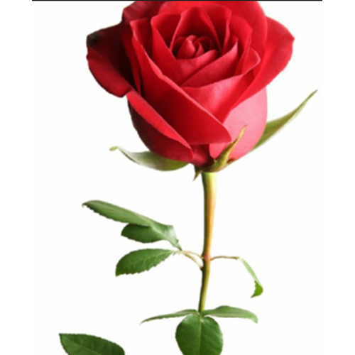 D&M TEKLİ KIRMIZI GÜL